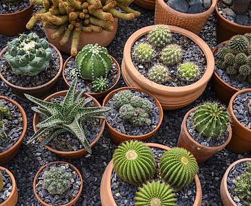 棕色锅中的仙人掌组热带生长植物学叶子草本花园宏观植物群植物圆形图片