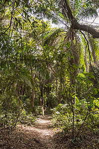 带一条小路的雨林密集风景叶子天堂荒野热带蕨类植物旅行气候热带雨林图片