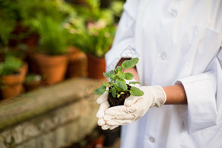 科学家将植物存放在温室图片