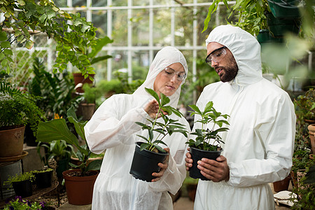 清洁衣物科学家 检查陶瓷植物图片