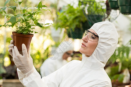 科学家在温室检查陶植植物图片