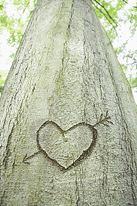 箭头和心 刻在树上图片