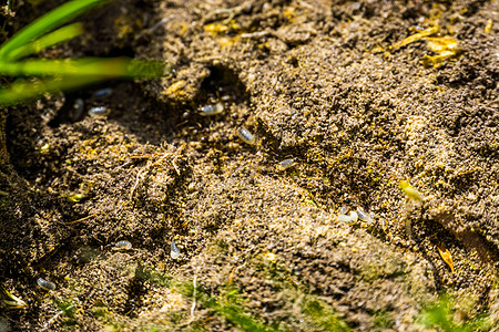 黑色花园蚂蚁巢 带幼虫的蚂蚁 来自欧洲的入侵昆虫图片
