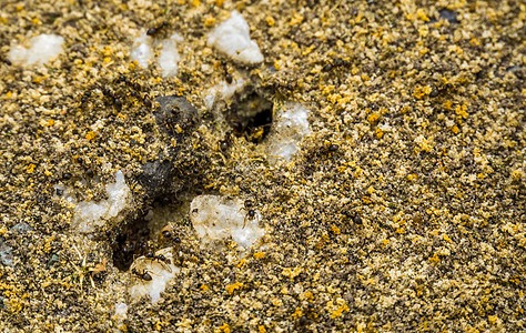 黑花园蚂蚁聚居地 来自欧洲的入侵性昆虫种群图片