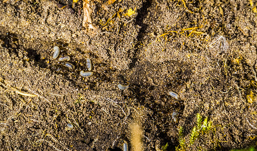 黑色花园蚁群 带幼虫的蚂蚁 来自欧洲的入侵昆虫图片