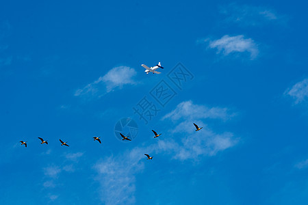洋基和空中飞机飞行员白色翅膀蓝色野生动物荒野航班日落家庭天空图片