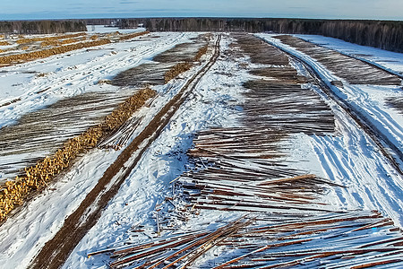 被砍伐的树木躺在开阔的天空下 俄罗斯的森林砍伐材料木工记录腐败销售松树收获燃料贮存环境图片