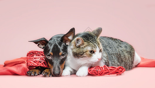 养小狗和有情人节日装饰的猫友谊主题风格朋友们猫咪夫妻宠物大雨犬类织物图片