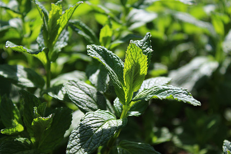 园中有一片庄稼医疗园艺疗法茶叶薄荷油药品茶厂生长薄荷叶自然图片