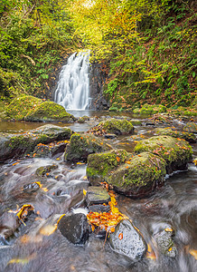 格莱诺瀑布森林绿色植物枝条岩石瀑布峡谷旅游风景急流白水图片