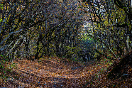 格鲁吉亚秋天风景小路黄色红色荒野树叶途径旅游明信片天空木头图片
