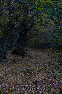 秋季旅游景色森林旅行人行道荒野树叶木头黄色小路天空蓝色图片