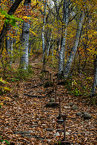 秋季旅游景色黄色木头红色人行道踪迹天空蓝色树叶旅行小路图片
