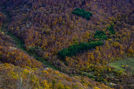 秋季旅游景色红色小路木头旅行人行道树叶明信片黄色途径荒野图片