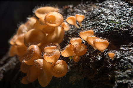 橘子蘑菇 雨林里的香槟蘑菇树木宏观团体环境橙子木头荒野烹饪菌类美食图片
