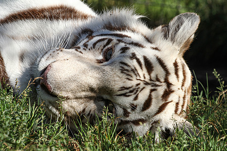 白老虎在草地上放松的肖像热带毛皮老虎力量野猫打印手绘猎人危险野生动物图片