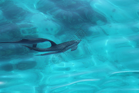 在埃及海中玩的海豚家庭鲸目哺乳动物海洋游泳蓝色生活热带生物乐趣动物图片