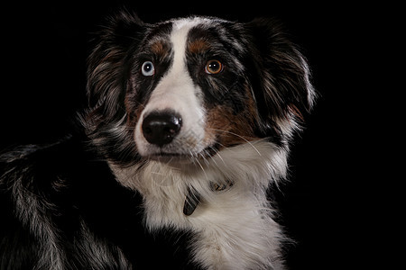 在演播室拍摄的狗 黑人和自然背景小狗蓝色耳朵食肉动物最好的朋友眼睛犬类鼻子贵宾图片
