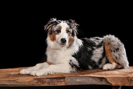 在演播室拍摄的狗 黑人和自然背景毛皮脊背眼睛小狗猎犬鼻子犬类宠物蓝色工作室图片