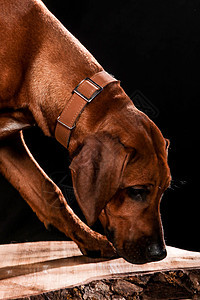 在工作室拍摄的狗 黑人和自然背景鼻子最好的朋友耳朵朋友贵宾猎犬脊背小狗犬类蓝色图片