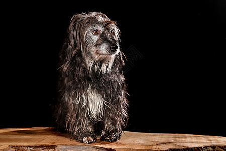 在工作室拍摄的狗 黑人和自然背景犬类牧羊犬最好的朋友耳朵脊背眼睛猎犬毛皮成人小狗图片