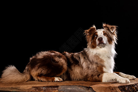 在工作室拍摄的狗 黑人和自然背景脊背牧羊犬犬类哺乳动物宠物眼睛毛皮食肉最好的朋友成人图片