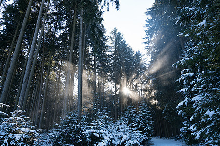 美丽的寒冬仙草林阳光明信片魔法日落蓝色天气太阳天堂金子射线图片
