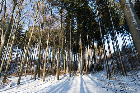 美丽的寒冬仙草林娱乐明信片森林季节景观雪花海报雪景蓝色光束图片