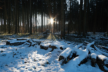 美丽的寒冬仙草林雪花日落海报星星景观天气金子雪景季节射线图片