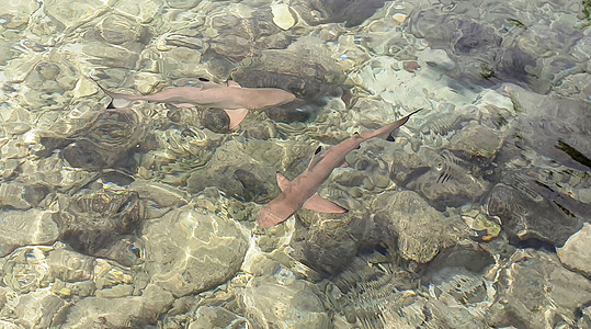 灰礁鲨鱼在浅水中游旅行生活珊瑚蓝色海洋游泳捕食者荒野鲨鱼灰色图片