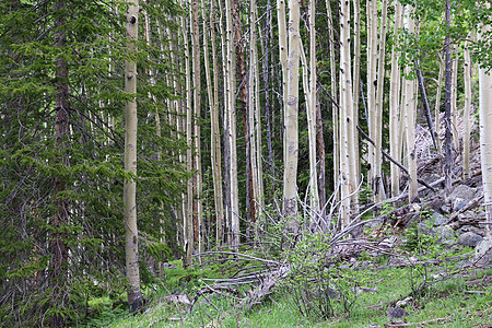 夏天在森林里的科罗拉多白杨树桦木精神荒野金子木头季节幸福悲伤天堂树林图片