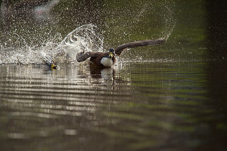马华达鸭水禽窥器湿地水鸭荒野男性蓝色野生动物动物群鸭子图片