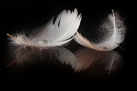 一幅羽毛的极端特近和宏观照片鹅毛笔透明度想像力飞行游泳金子优美火花飞沫水滴背景图片