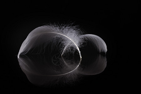 一幅羽毛的极端特近和宏观照片游泳飞沫火花金子天鹅透明度翅膀飞行想像力鹅毛笔背景