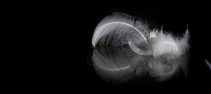 一幅羽毛的极端特近和宏观照片飞行火花飞沫天鹅鹅毛笔优美想像力金子透明度游泳背景图片