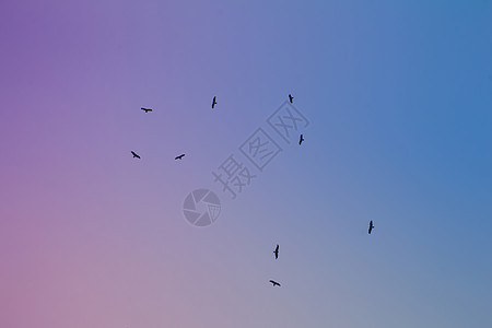 低角度观察一群西部沼泽海怪在空中飞翔观鸟天空翅膀风筝捕食者日落斗争航班蓝色鸟类学图片