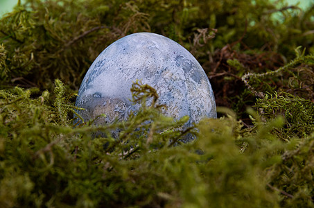 复活节彩蛋 蓝色绿色叶子苔藓行星球形生态木头宇宙环境土壤背景图片