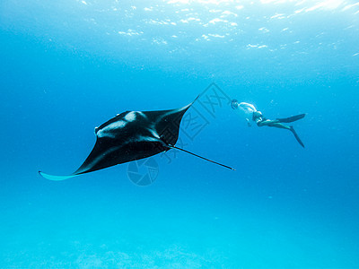 盘旋的巨型海洋蝠鲼 和在蓝色海洋中自由潜水的人的水下视图 在马尔代夫群岛的冒险浮潜之旅中观看海底世界天堂热带潜水员射线荒野面具生图片
