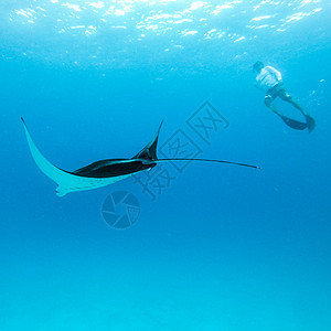 盘旋的巨型海洋蝠鲼 和在蓝色海洋中自由潜水的人的水下视图 在马尔代夫群岛的冒险浮潜之旅中观看海底世界旅行行星环境野生动物面具潜水图片