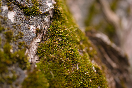 核桃树皮特写上的绿色苔藓 库存照片的核桃树 b环境材料核桃墙纸季节草药宏观活性皮肤胡桃木图片