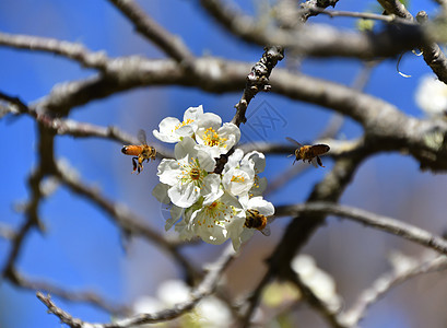 蜜蜂授粉白果花蓝色荒野花粉花蜜花园金子海岸花朵蜂蜜宏观图片