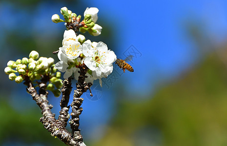 蜜蜂授粉白果花昆虫蓝色工作条纹翅膀金子花粉花蜜漏洞花朵图片