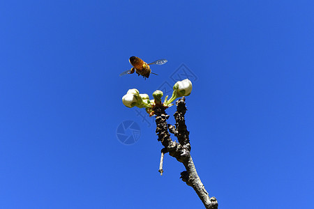 蜜蜂授粉白果花花朵漏洞花园工作季节荒野蜂蜜花蜜海岸翅膀图片