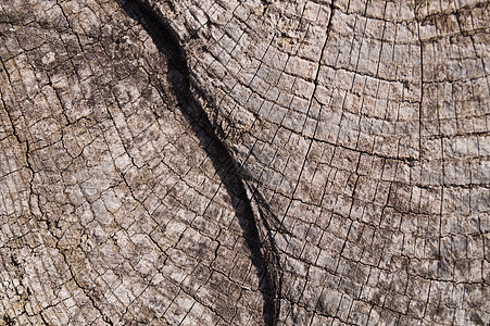 旧木纹理表面特写 表面上的苔藓和浮雕硬木栅栏橡木粮食木板乡村古董宏观风化拉丝图片