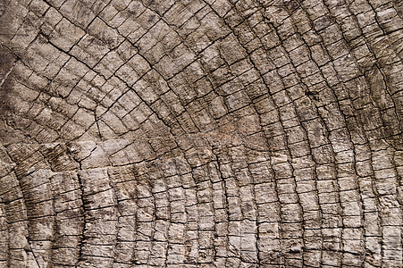 旧木纹理表面特写 表面上的苔藓和浮雕老化裂缝粮食划痕风化古董乡村宏观控制板栅栏图片