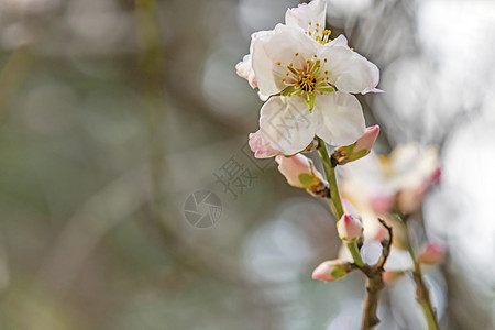 天然树枝上的春花营养季节饮食植物水果李子绘画花园叶子宏观图片