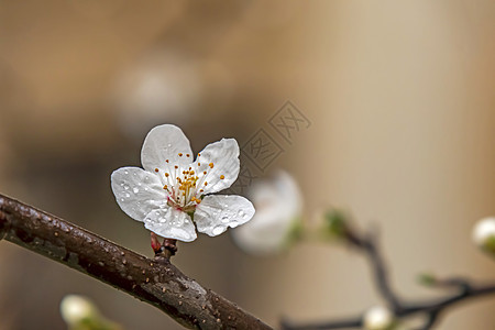 天然树枝上的春花水果团体营养宏观季节植物叶子花园绘画李子图片