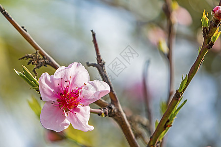 天然树枝上的春花团体花园植物季节叶子宏观水果李子营养绘画图片