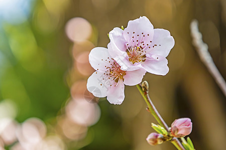 天然树枝上的春花水果宏观饮食叶子花园李子季节植物团体绘画图片