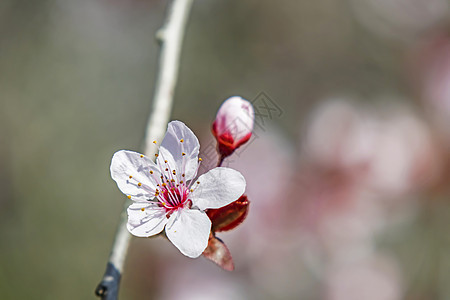 天然树枝上的春花花园李子水果叶子食物植物季节营养绘画团体图片